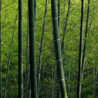 The Bamboo Dance